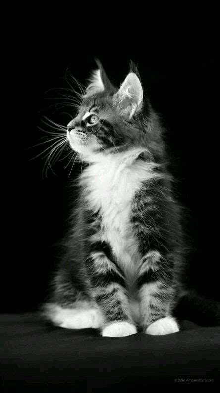 Wallpaper Kucing Hitam Hd - Kucing Info