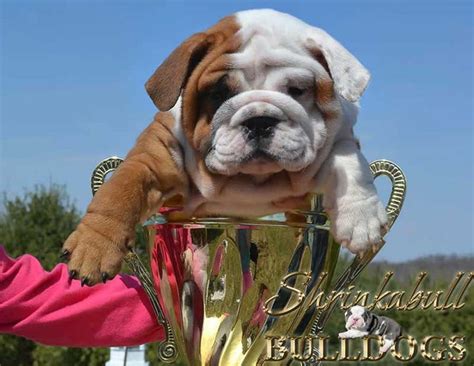 Miniature English Bulldog Care | Miniature english bulldog, English bulldog care, English bulldog