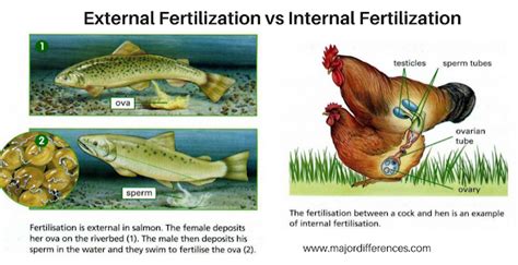 Difference between External Fertilization and Internal Fertilization ...