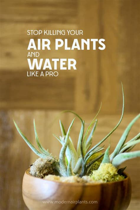 The Secret to Watering Air Plants is Easier Than You Think