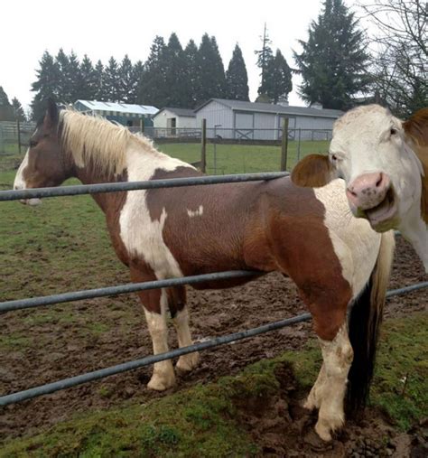 90 Of The Funniest Animal Photobombs Ever | Bored Panda