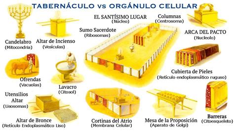 Ronald Megiddo • Biblia Cuántica - El Mobiliario y el resto de Organelos | The tabernacle ...