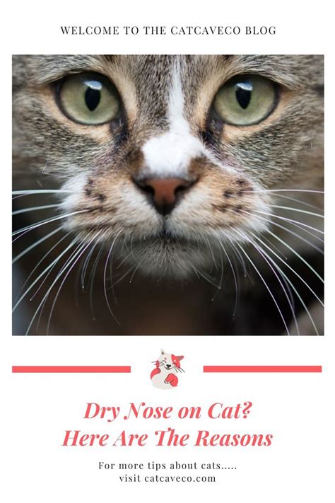 Why Is My Cat's Nose Dry? Discover The Reasons Why | Cats, Cat nose, Dry nose