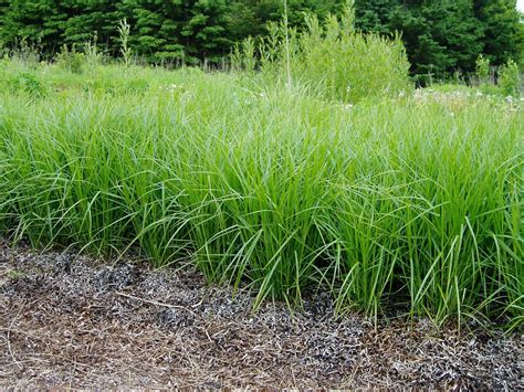 Carex muskingumensis - June Pond Plants, Shade Plants, Garden Plants ...