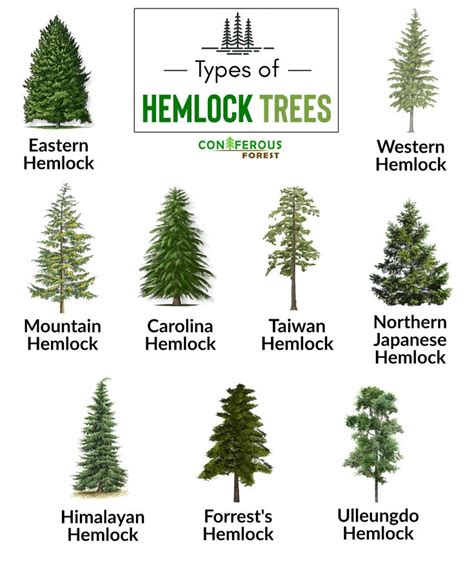 Get detailed information about a hemlock tree. What is it, its ...