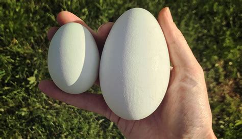 Eggs: What You Need to Know to Raise Ducks & Geese - Hobby Farms