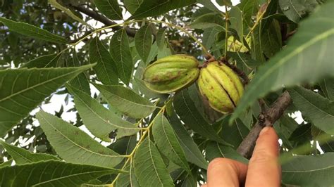 Harvesting Pecan Nuts Tree - Ozark - YouTube