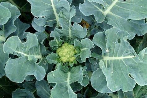 Cauliflower Plant Growth Stages – Urban Garden Gal