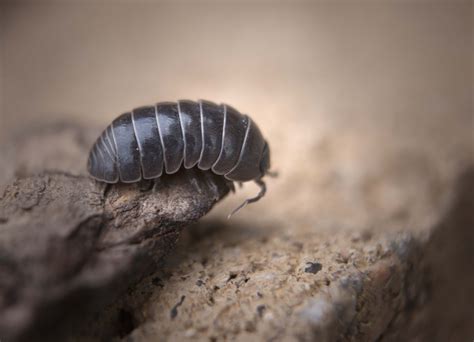 Pill Bugs Eating Garden - Minors Garden Center