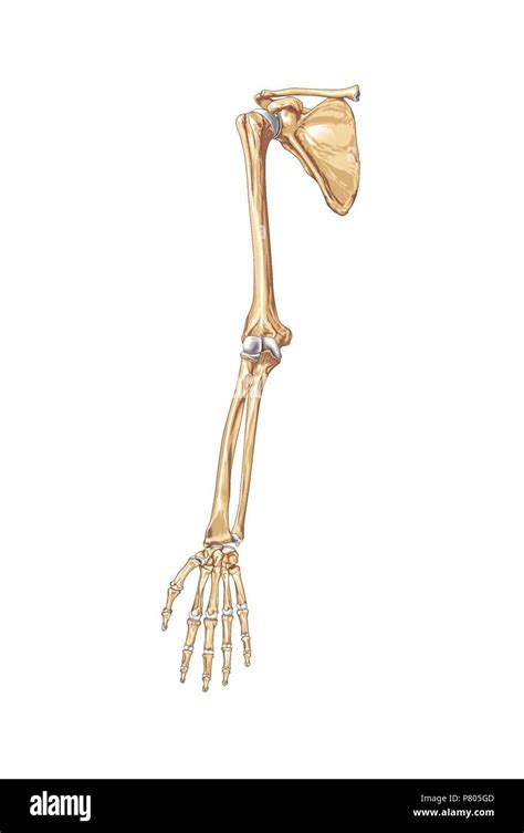 Upper limb bones Stock Photo - Alamy