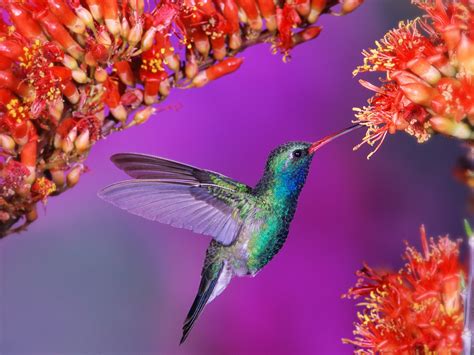 Belle oiseaux colibri Fonds d'écran | 1600x1200 Fonds d'écran de téléchargement | FR.Best ...