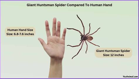 Giant Huntsman Spider Size: Compared With Other Spiders