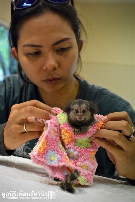 Is this Smallest Species of Monkey in the World? Meet Max - Wildlife ...