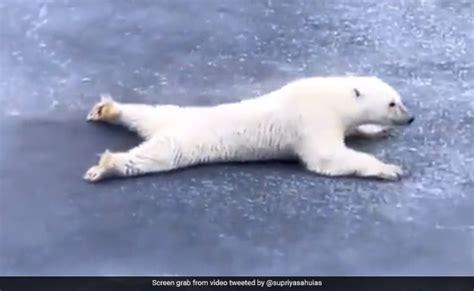 "Life Lesson": Polar Bear Slides On Ice Sheet To Avoid Breaking It