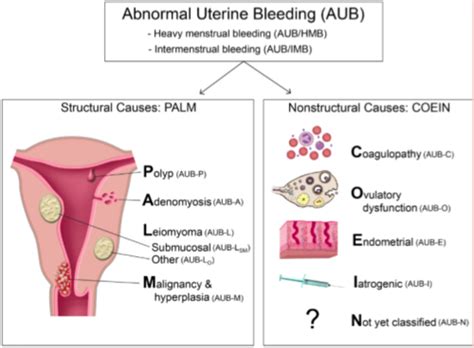 Abnormal Uterine Bleeding Flashcards | Quizlet