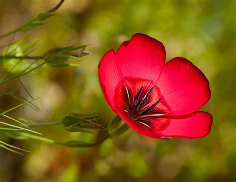 Radiant Bloom, red, lovely, bloom, radiant, flower, bonito, bud, HD ...