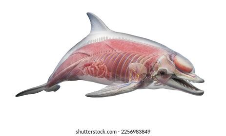 3d Rendered Illustration Dolphin Anatomy Muscular Stock Illustration 2256981071 | Shutterstock