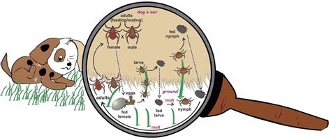 What Makes Your Dog Itch? Maybe It Is the Kennel Tick! · Frontiers for Young Minds