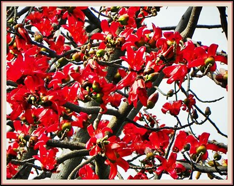 Red Silk Cotton Tree - Simul / Kapok - India Travel Forum | IndiaMike.com