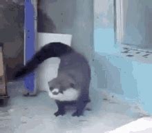 Happy Otter Gif GIFs | Tenor