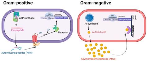 Biology | Free Full-Text | Quorum Sensing in ESKAPE Bugs: A Target for Combating Antimicrobial ...