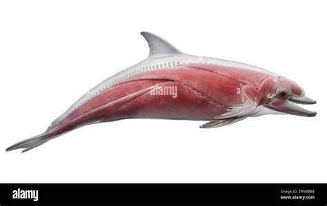 Dolphin's muscular system, illustration Stock Photo - Alamy