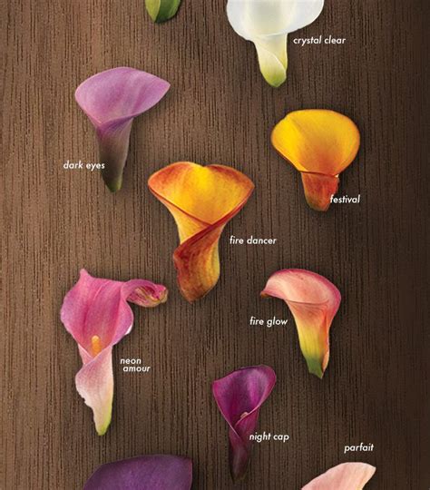 A Glossary of Calla Lilies – Calla Lily Colors | Calla lily colors ...