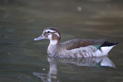 Canard à collier noir - Zoo de Labenne