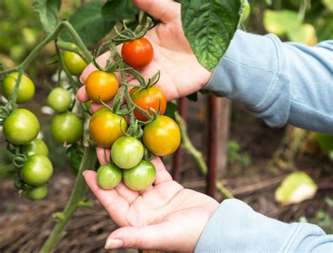 7 Tips for Harvesting Tomatoes