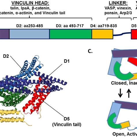 Role of vinculin in polarized cell migration. Vinculin is involved in... | Download Scientific ...