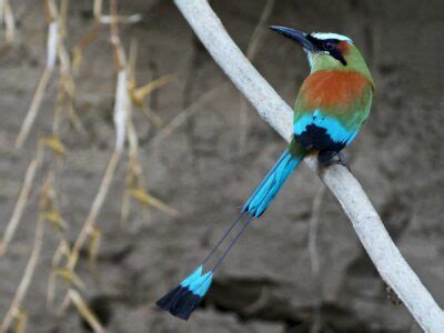 National bird of El Salvador - Turquoise-browed Motmot | Symbol Hunt