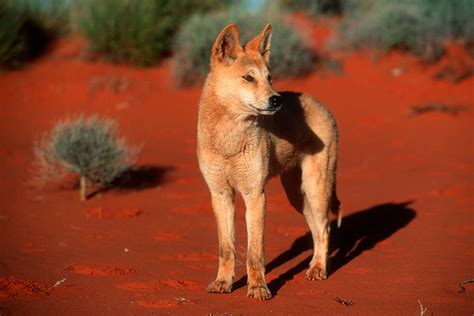 Dingo | Australian wild dog | New Scientist