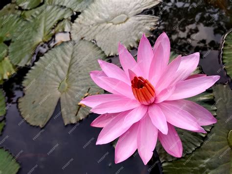 Premium Photo | Pink water lily