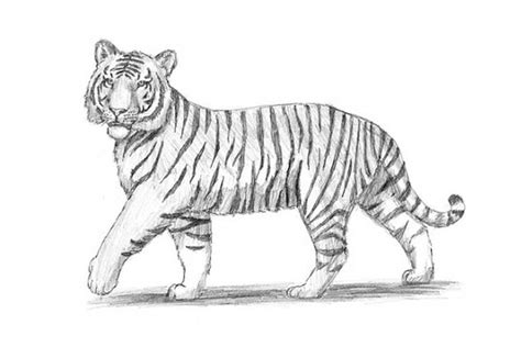 How To Draw a Tiger: easy, with a pencil, for beginners step by step | Tiger drawing, Tiger art ...