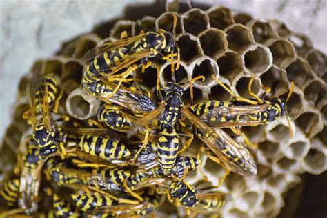 Wasp Nest Removal Top 10 Questions | Ultimate Pest Control