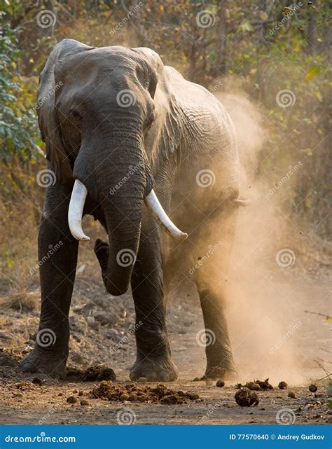 Angry Elephant Standing on the Road. Zambia. South Luangwa National Park Stock Photo - Image of ...
