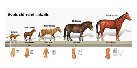 Equine Evolution, Teeth and Digestion - Missy's Bucket