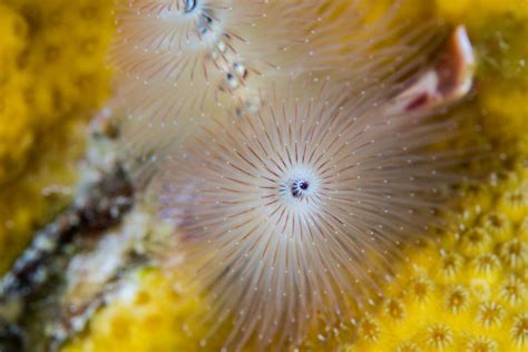 The golden spiral by Stephen Gill — 2017 National Geographic Nature Photographer of the Year ...