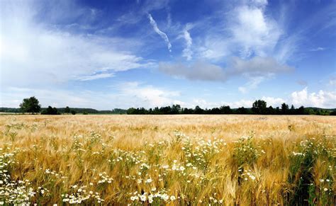 Free photo: Wild Grass Field - Field, Grass, Green - Free Download - Jooinn