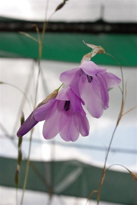 Dierama pendulum – Growwild