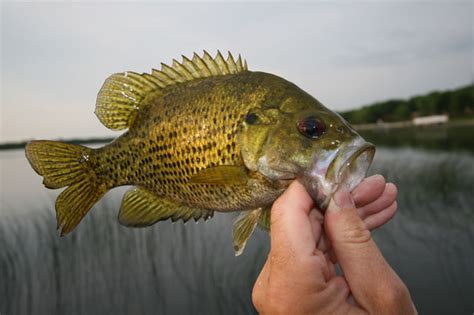 What Does a Rock Bass Look Like - Fishing Form