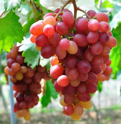 Creative Farmer Live Plant Grape Fruit Giant Red Globe Exotic Berry For Home Garden (1 Healthy ...