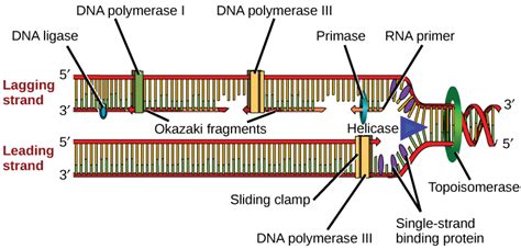 DNA Replication in Prokaryotes – Principles of Biology