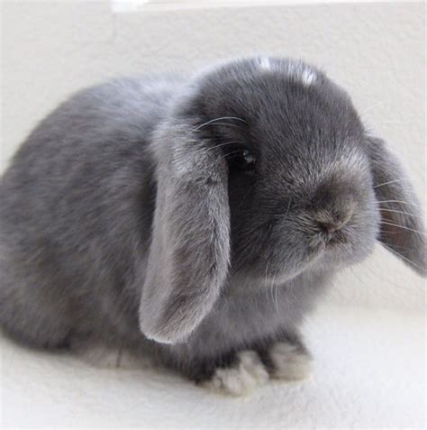 Black bb bunny | Rabbit, Cute baby bunnies, Bunny images