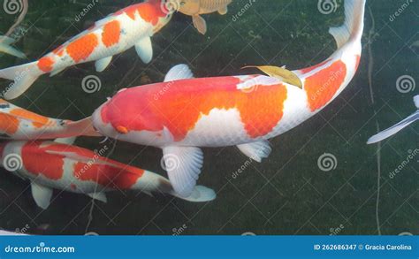 Beautiful Expensive Big Red Orange White Koi Fish Swimming in Pond Stock Image - Image of ...