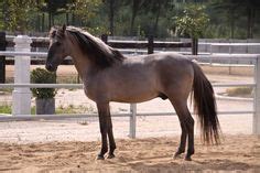 60 Sorraia Horses ideas | horses, wild horses, horse breeds