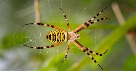 What are Florida Banana Spiders? - Wiki Point