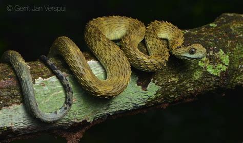 Atheris Hispida Venom