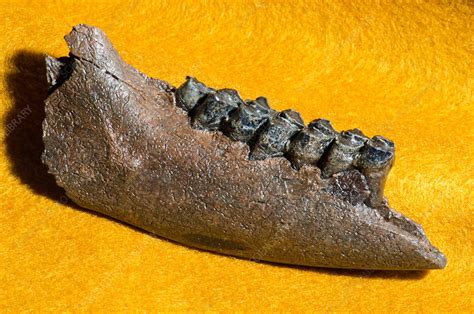 Deer Jaw and Teeth Fossil - Stock Image - C028/5294 - Science Photo Library