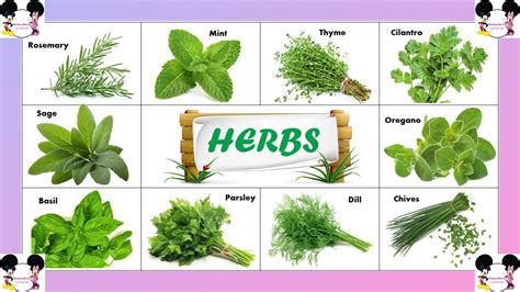 Herbs Names For Children | Types of Herbs Names for Children | Herbal Plants - Herbal Plant Power